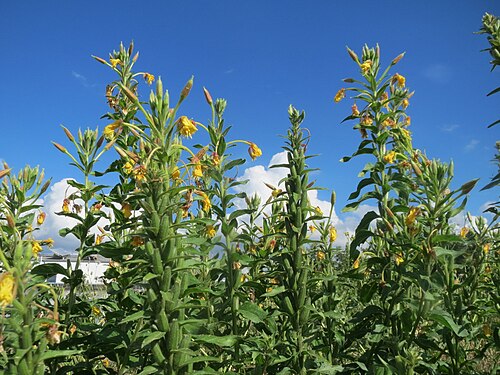 Common evening primrose: Gemeine Nachtkerze ( Oenothera biennis ) auf einer Ruderalfläche in Hockenheim-Talhaus
