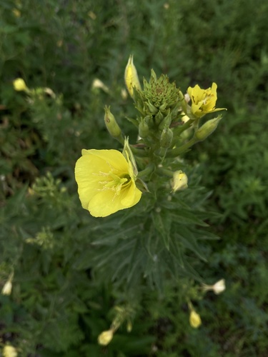 Common evening primrose (Oenothera biennis)