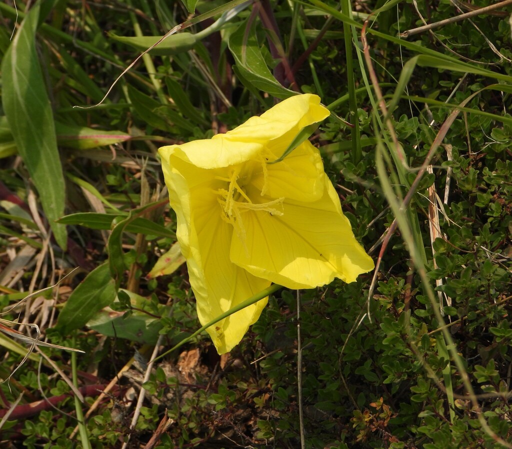 Bigfruit evening primrose (Oenothera macrocarpa)