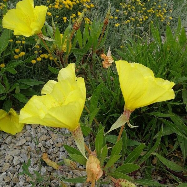 Bigfruit evening primrose (Oenothera macrocarpa)
