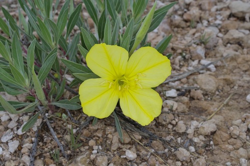 Bigfruit evening primrose (Oenothera macrocarpa)