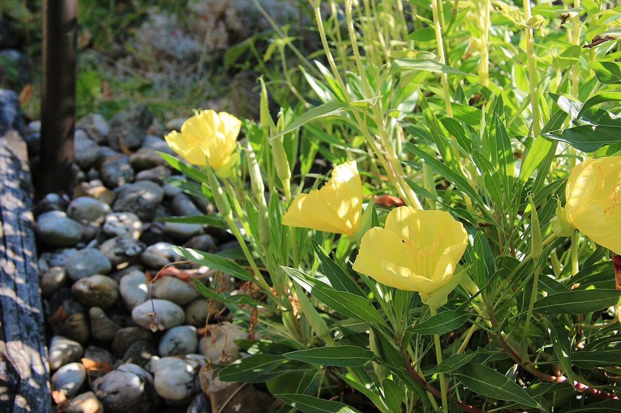 Bigfruit evening primrose: Nachtkerzen, fotografiert in einem Garten im Wienerwald, Niederösterreich