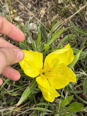Bigfruit evening primrose (Oenothera macrocarpa)