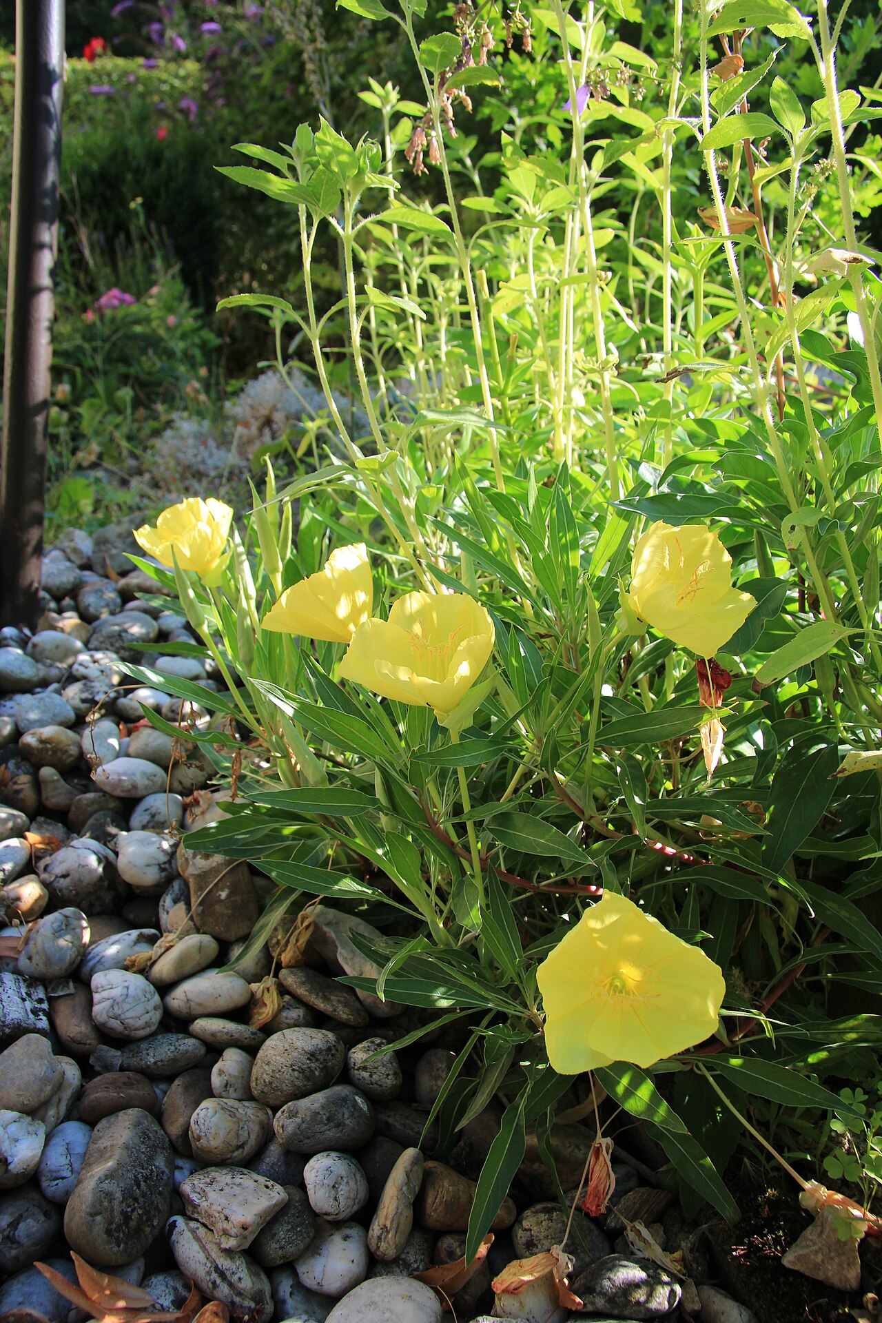 Bigfruit evening primrose: Nachtkerzen, fotografiert in einem Garten im Wienerwald, Niederösterreich
