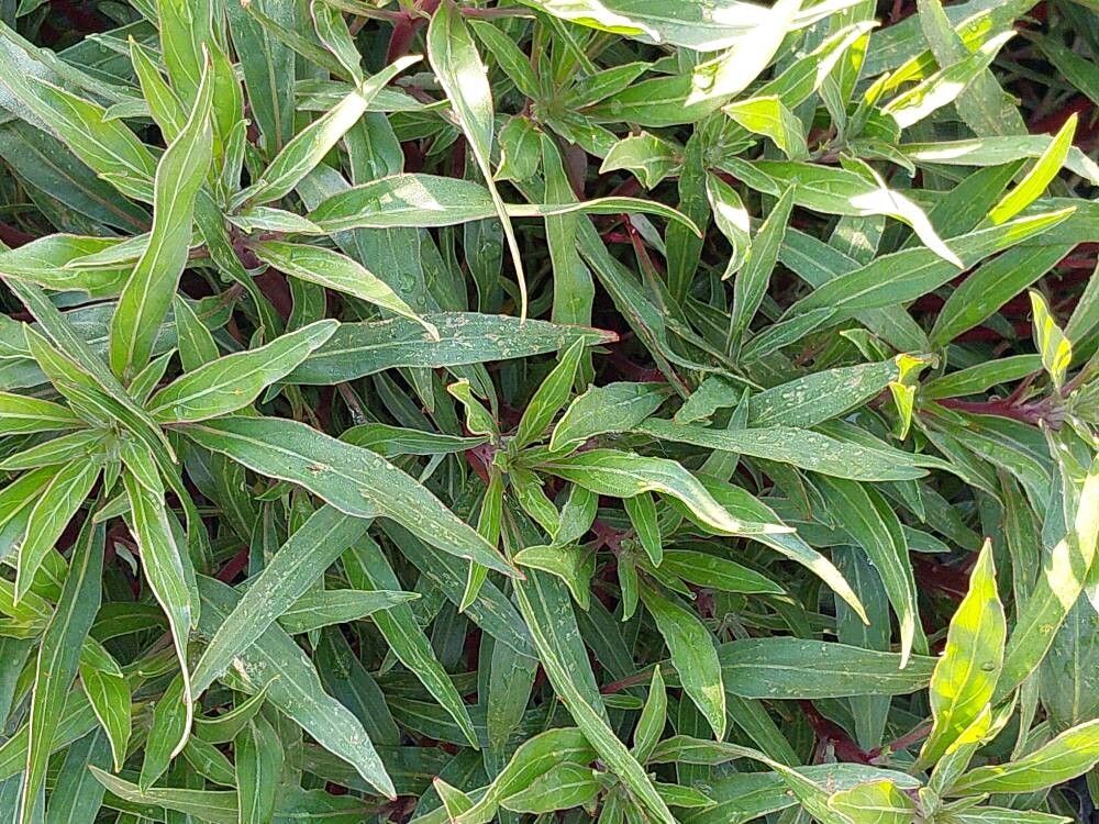 Bigfruit evening primrose (Oenothera macrocarpa)
