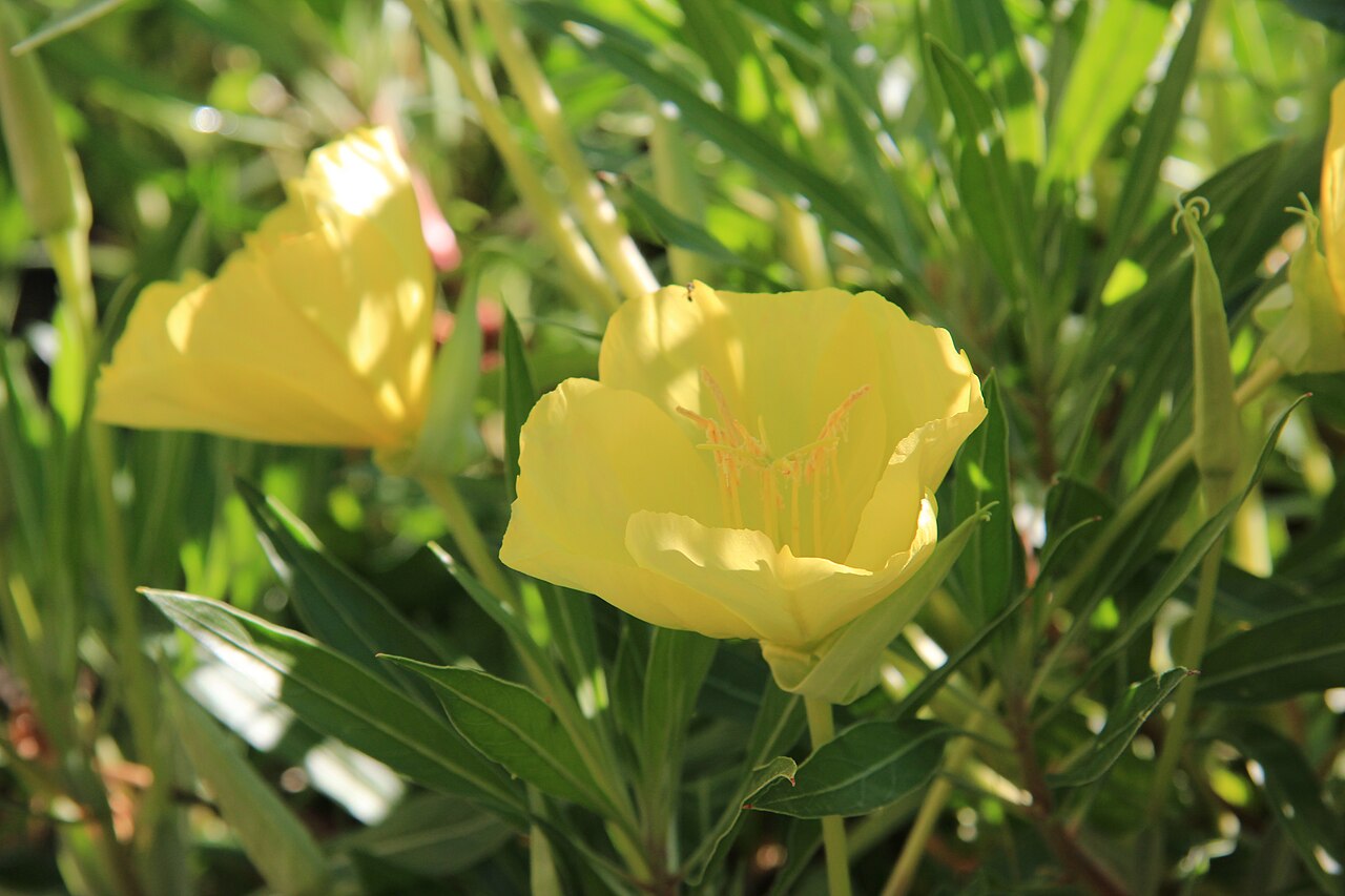 Bigfruit evening primrose: Nachtkerzen, fotografiert in einem Garten im Wienerwald, Niederösterreich