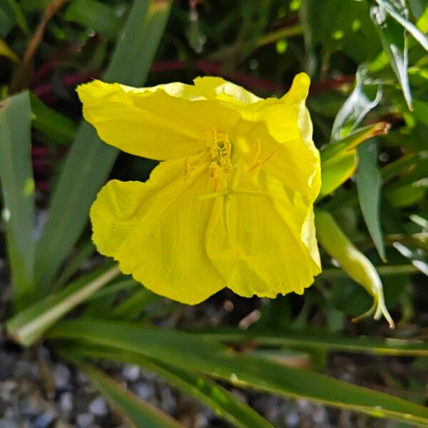 Bigfruit evening primrose (Oenothera macrocarpa)