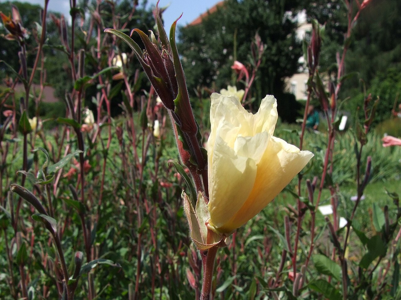 Oenothera odorata: Oenothera_odorata