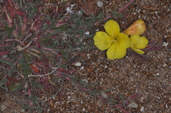 Oenothera odorata (Oenothera odorata)