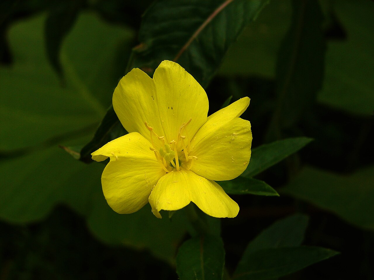 Oenothera odorata: Oenothera odorata