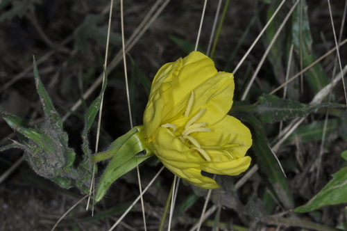 Oenothera odorata (Oenothera odorata)