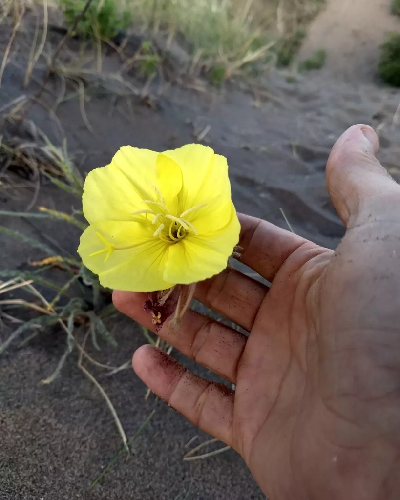 Oenothera odorata (Oenothera odorata)