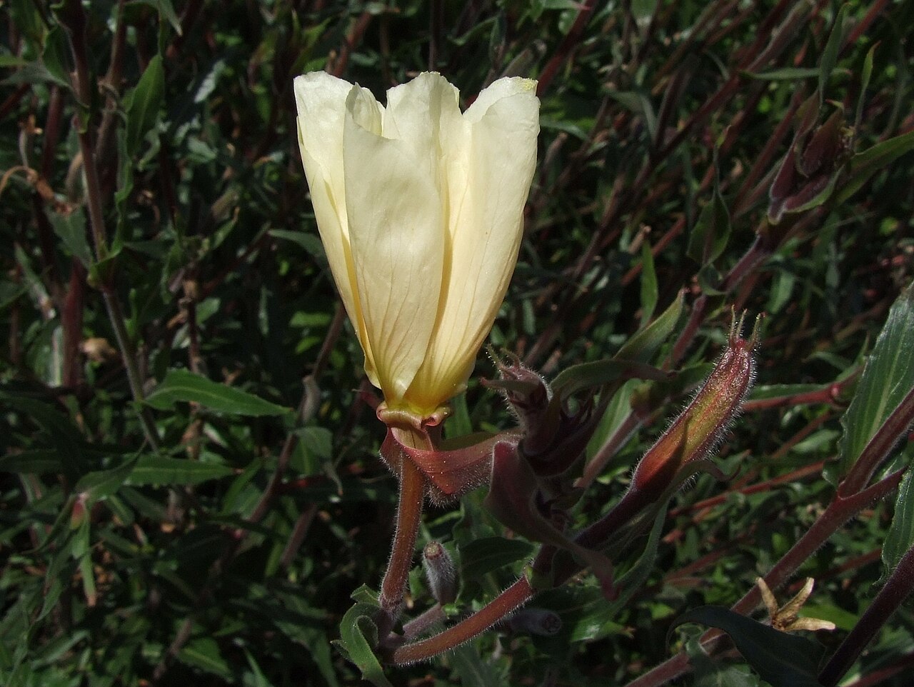 Oenothera odorata: Oenothera_odorata
