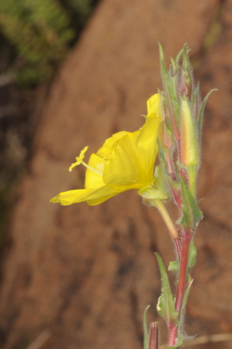 Oenothera odorata (Oenothera odorata)