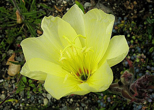 Oenothera odorata: A herb of the southern Cordillera, here blooming at the Botanical Gardens of UBC. In context at www.dixpix.ca/sth_cordillera/flora/evenprim/index.html