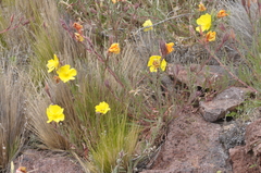 Oenothera odorata (Oenothera odorata)