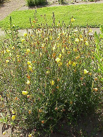 Oenothera odorata (Oenothera odorata)