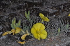 Oenothera odorata (Oenothera odorata)