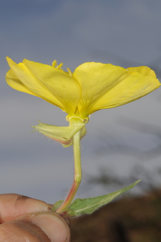 Oenothera odorata (Oenothera odorata)