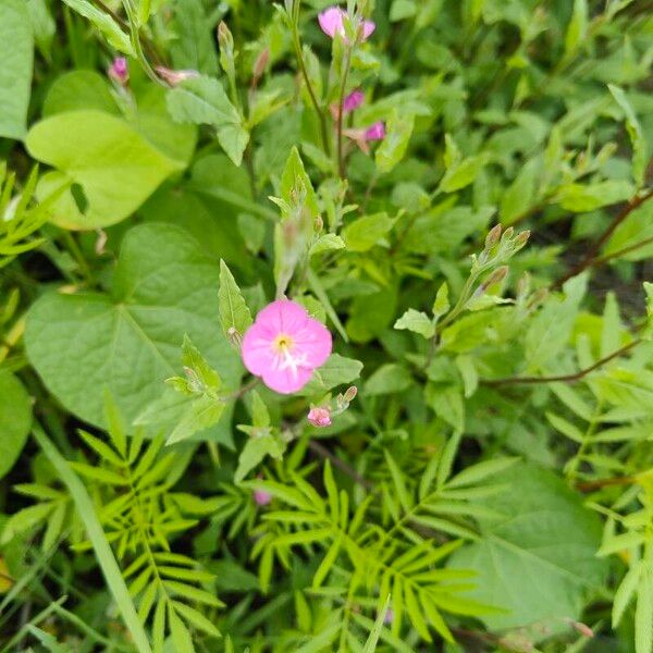 Rose evening primrose (Oenothera rosea)