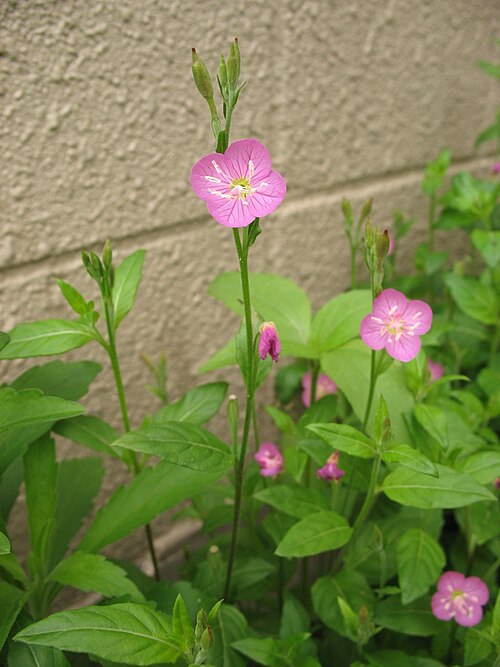 Rose evening primrose: Photograph of Oenothera_rosea , taken in Tama city, Tokyo, Japan. Resized.