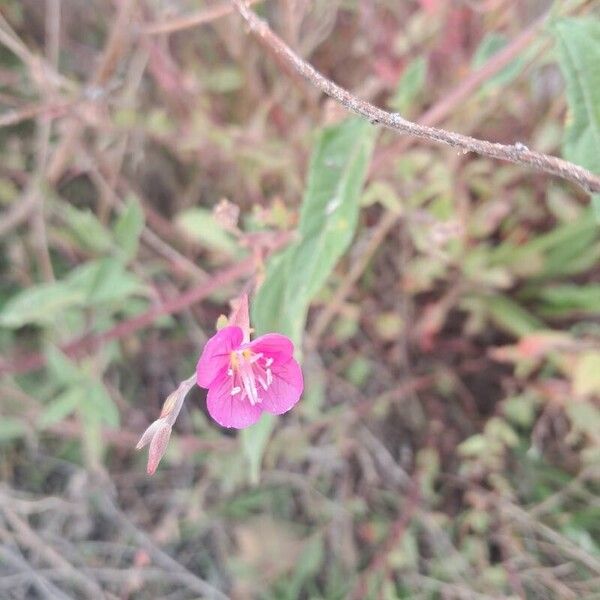 Rose evening primrose (Oenothera rosea)