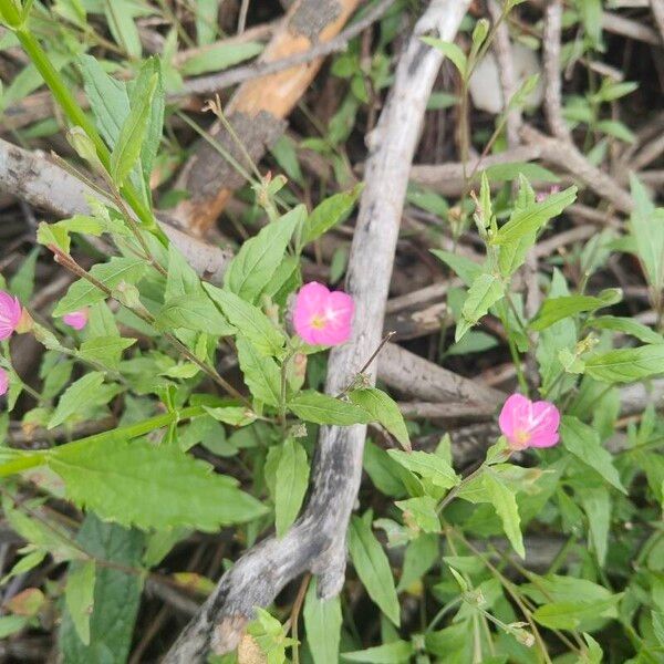 Rose evening primrose (Oenothera rosea)