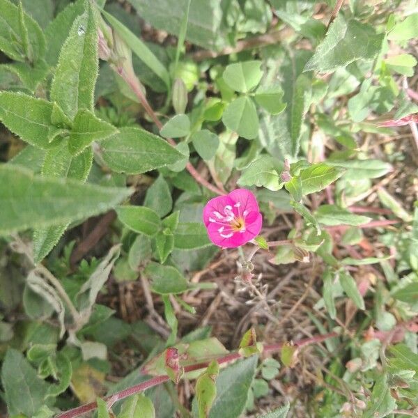 Rose evening primrose (Oenothera rosea)
