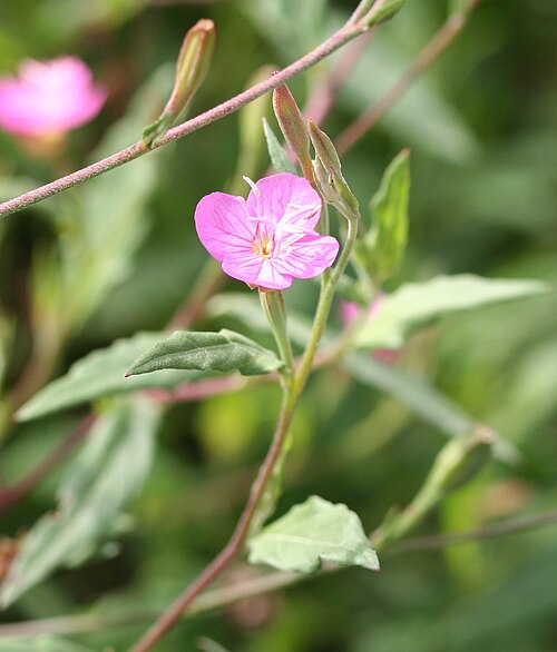 Rose evening primrose: Oenothera rosea im Botanischen Garten Dresden