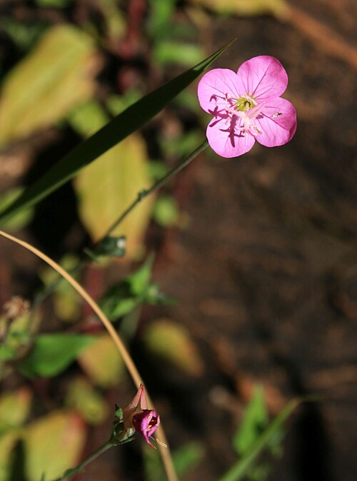 Rose evening primrose: Oenothera rosea , Nachtkerzengewächse (Onagraceae) – Südafrika/South Africa: Mpumalanga, Blyde River Canyon, ca. 41 km N Graskop, ca. 950 m