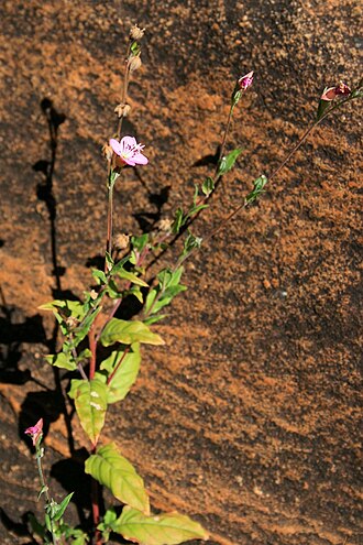 Rose evening primrose: Oenothera rosea , Nachtkerzengewächse (Onagraceae) – Südafrika/South Africa: Mpumalanga, Blyde River Canyon, ca. 41 km N Graskop, ca. 950 m