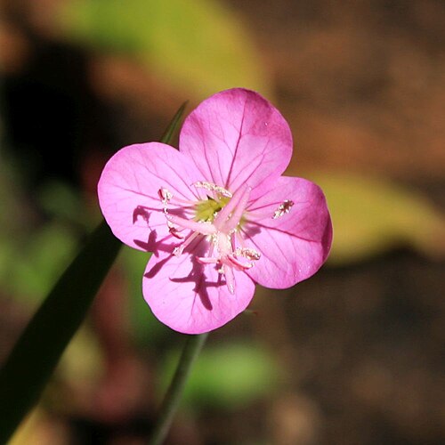 Rose evening primrose: Oenothera rosea , Nachtkerzengewächse (Onagraceae) – Südafrika/South Africa: Mpumalanga, Blyde River Canyon, ca. 41 km N Graskop, ca. 950 m