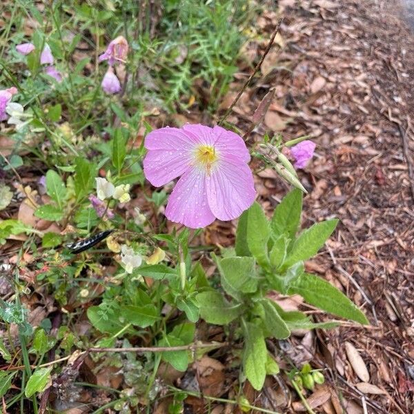 Pinkladies (Oenothera speciosa)