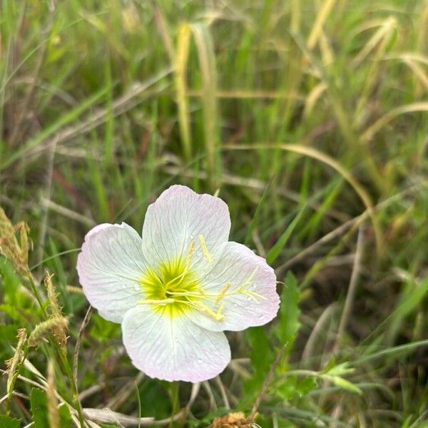 Pinkladies (Oenothera speciosa)