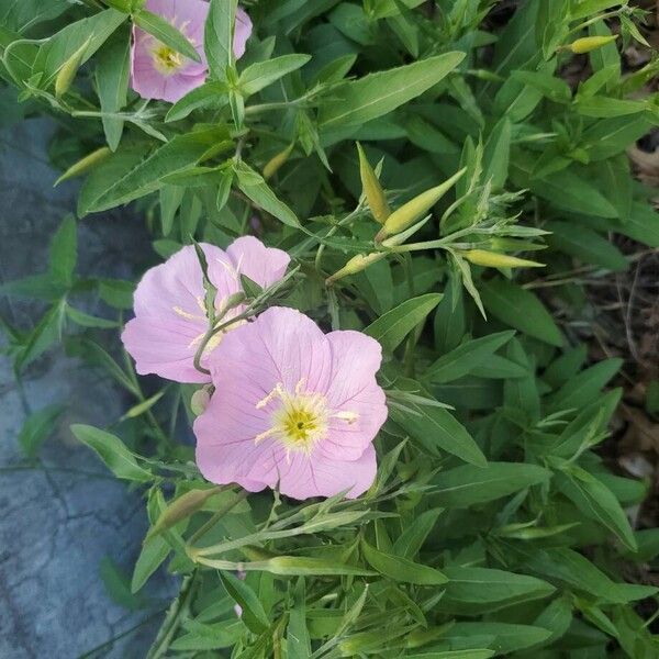 Pinkladies (Oenothera speciosa)