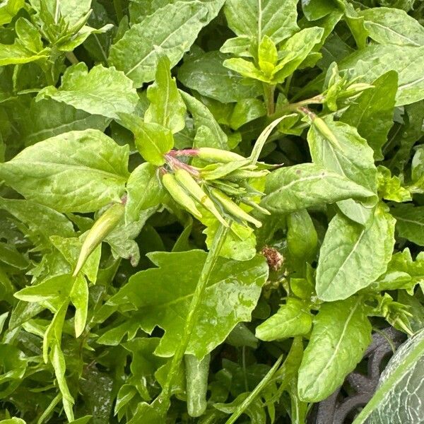 Pinkladies (Oenothera speciosa)
