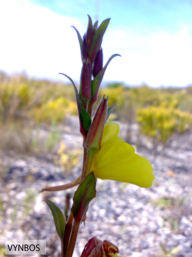 Chilean evening primrose (Oenothera stricta)
