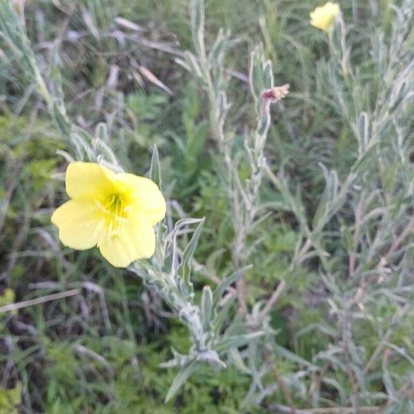 Chilean evening primrose (Oenothera stricta)