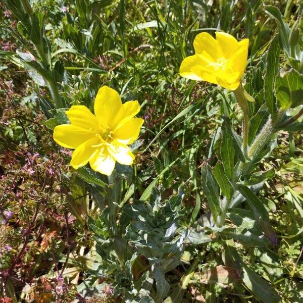 Chilean evening primrose (Oenothera stricta)