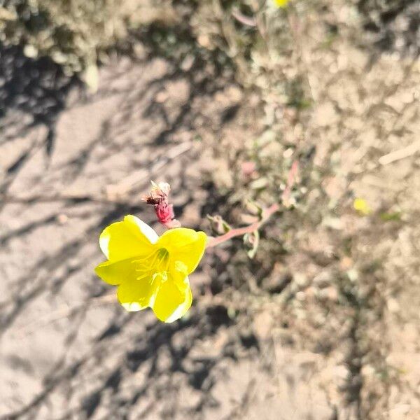 Chilean evening primrose (Oenothera stricta)