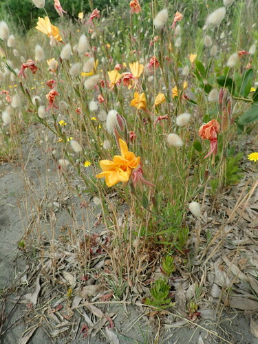 Chilean evening primrose (Oenothera stricta)