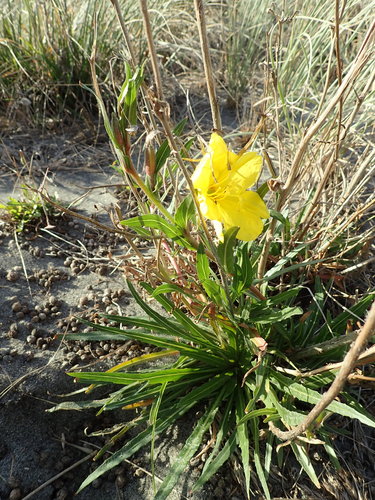 Chilean evening primrose (Oenothera stricta)