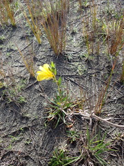 Chilean evening primrose (Oenothera stricta)