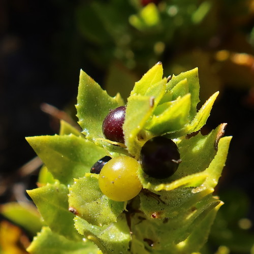 Oftia africana (Oftia africana)