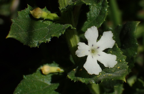 Oftia africana (Oftia africana)