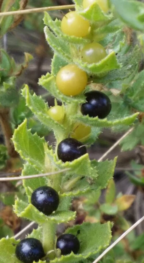 Oftia africana: Oftia africana (L.) Bocq. - on Stellenbosch mountain near Stellenbosch, South Africa