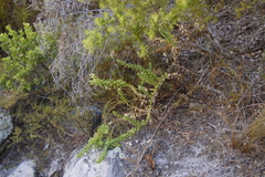Oftia africana (Oftia africana)