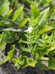 Oftia africana (Oftia africana)