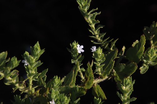 Oftia africana (Oftia africana)