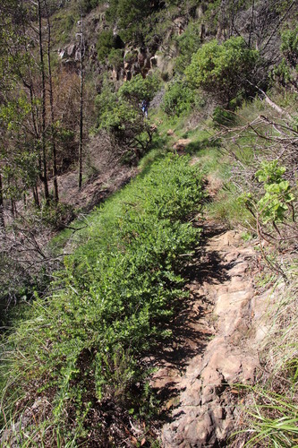 Oftia africana (Oftia africana)
